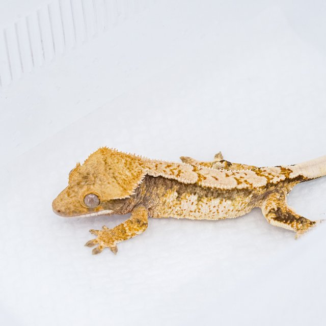 트라이 익스트림할리퀸