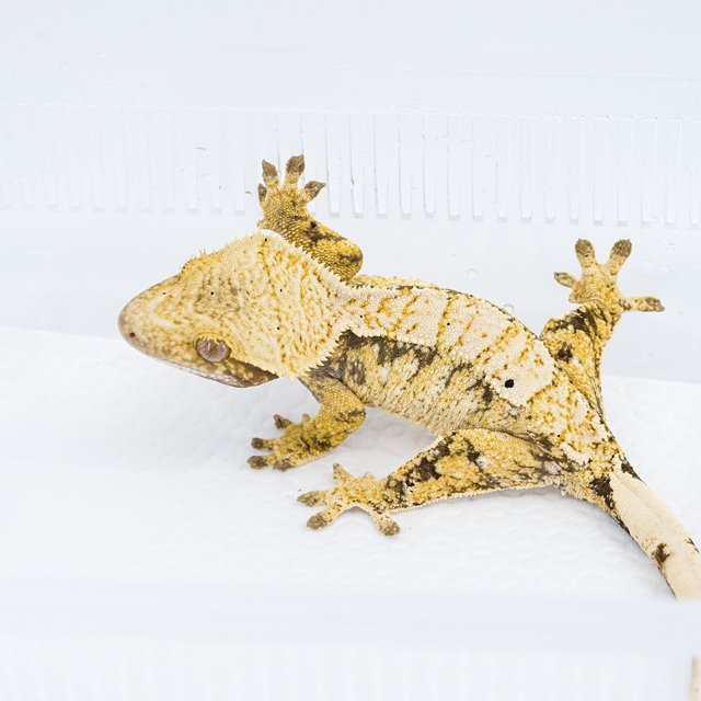 트라이 익스트림할리퀸