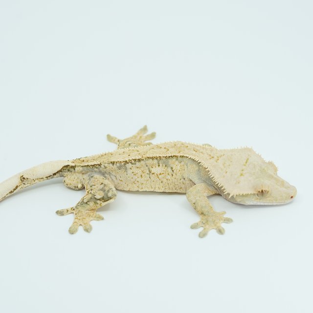 쿼드 핀스트라이프