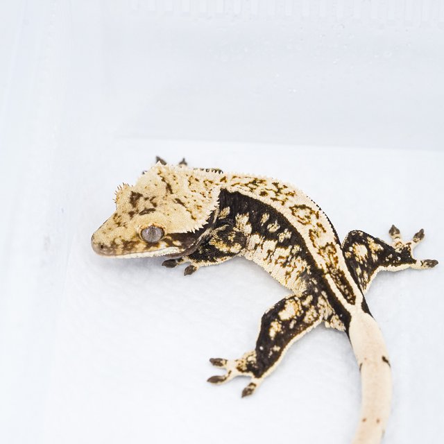 쿼드 핀스트라이프