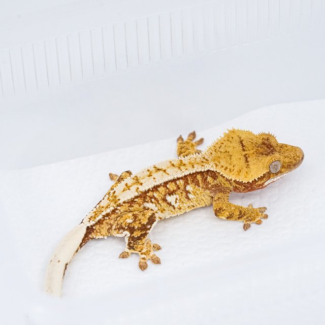 쿼드 핀스트라이프