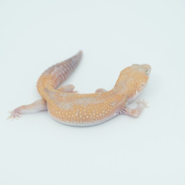 아멜라니스틱 줄루