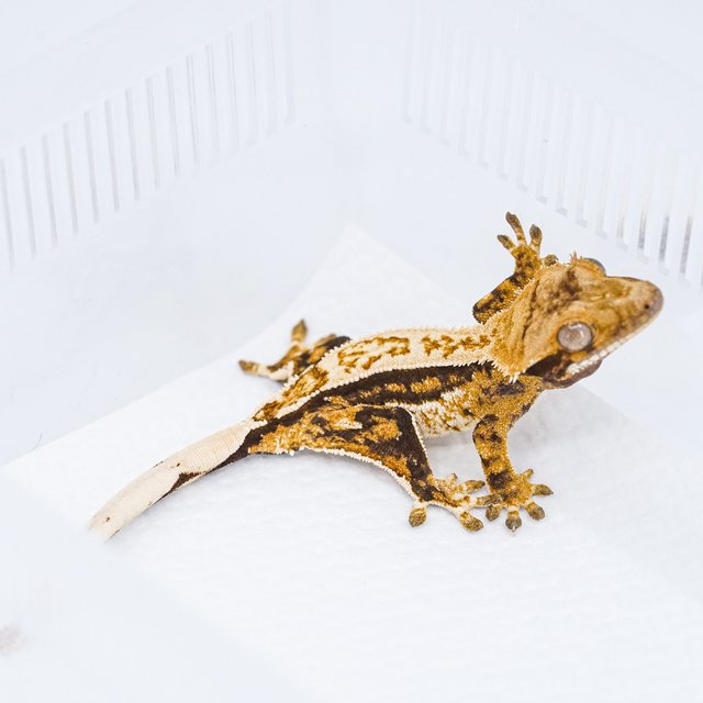 쿼드 핀스트라이프