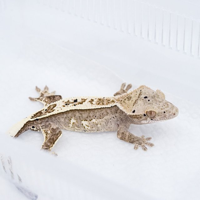 카푸치노 100%헷아잔틱