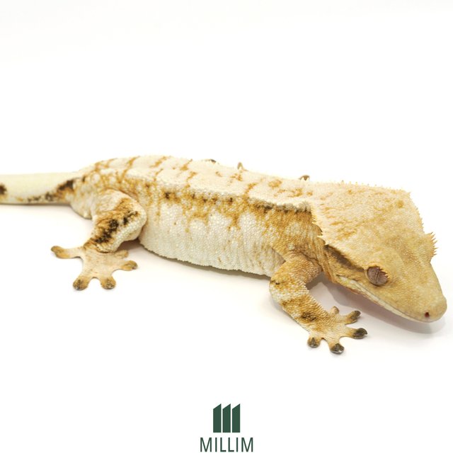 트라이 익스트림할리퀸