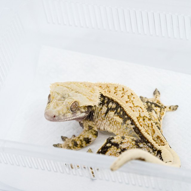 쿼드 핀스트라이프