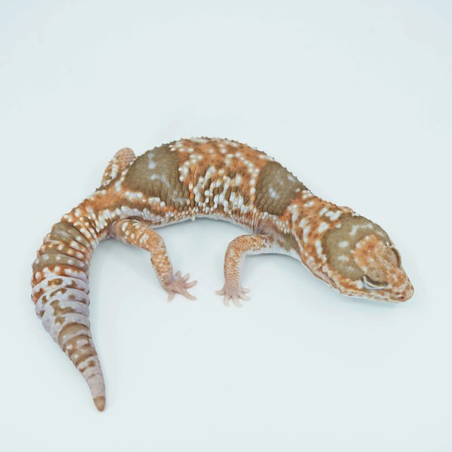 화이트아웃 카라멜 헷 고스트 줄루