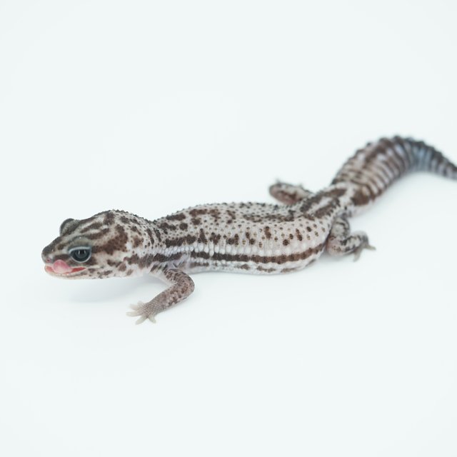 오레오 패턴리스