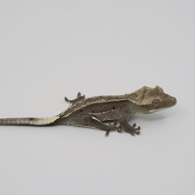 아잔틱