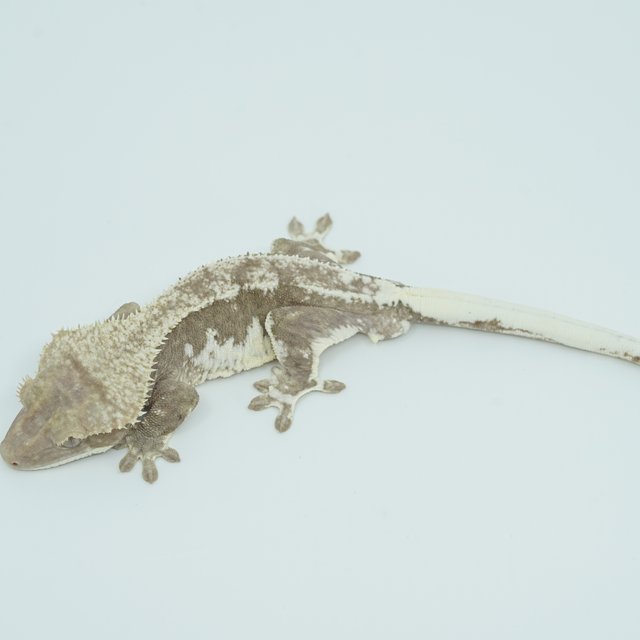 릴리화이트 아잔틱