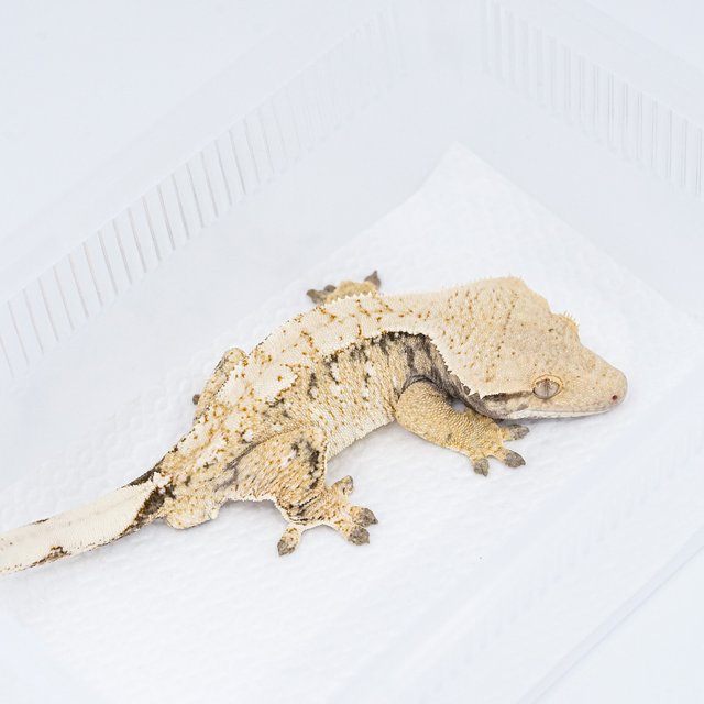 트라이 익스트림할리퀸