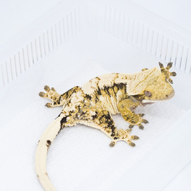 트라이 익스트림할리퀸