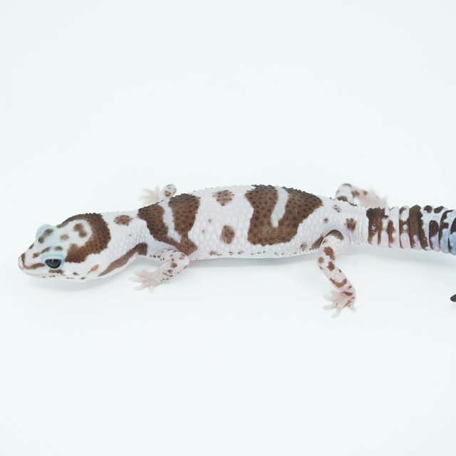 화이트아웃 오레오 헷 고스트 패턴리스