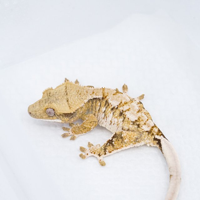 트라이 익스트림할리퀸