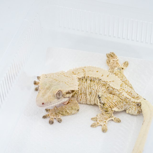 트라이 익스트림할리퀸