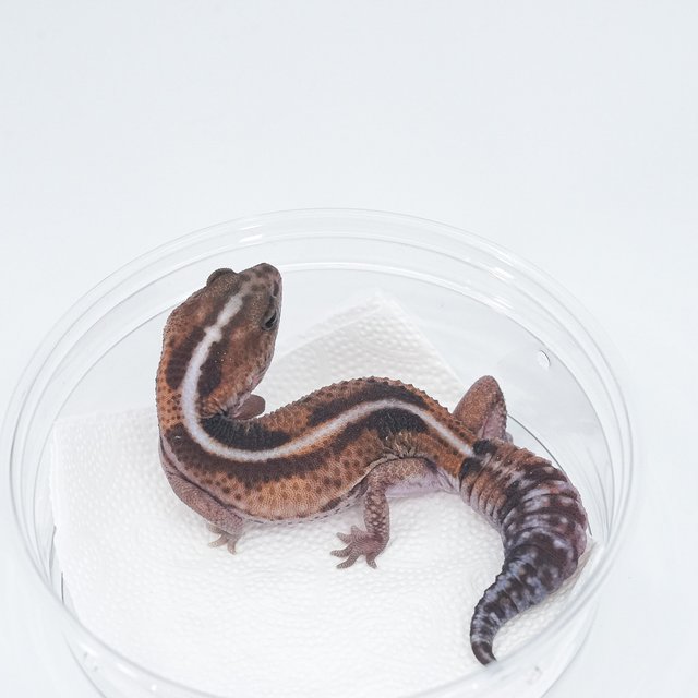 제로 헷 아멜라니스틱