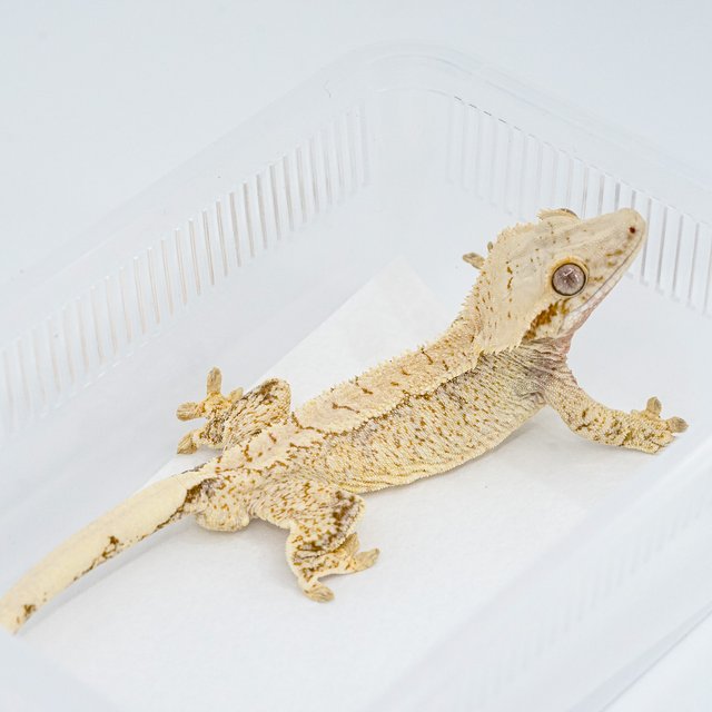 트라이 익스트림할리퀸