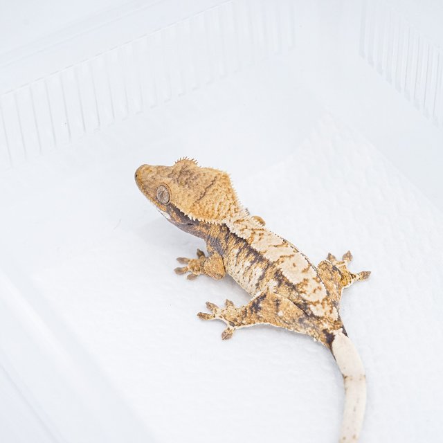 트라이 익스트림할리퀸