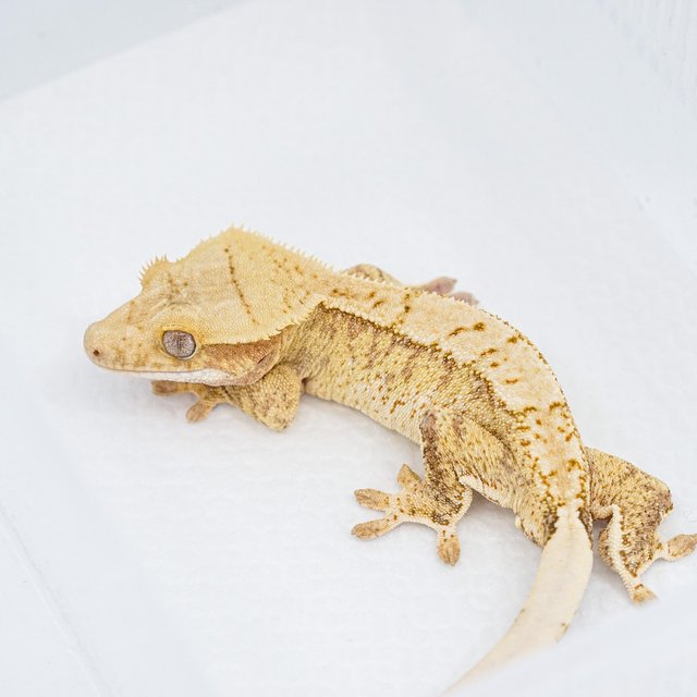 익스트림할리퀸