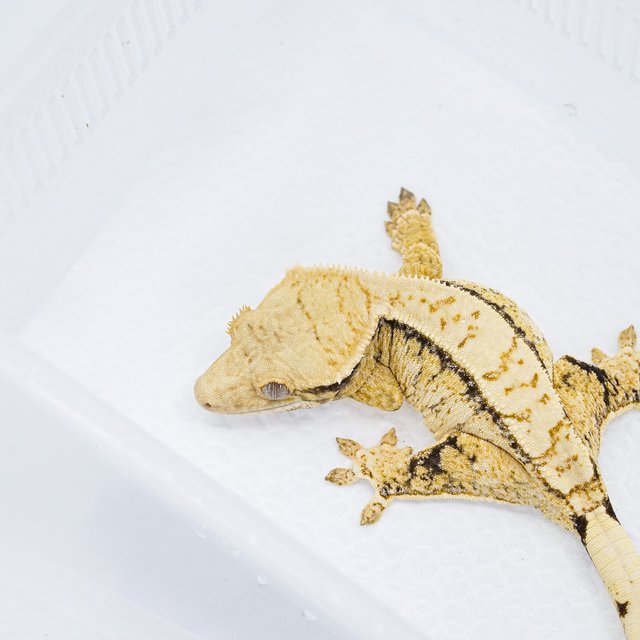 익스트림할리퀸