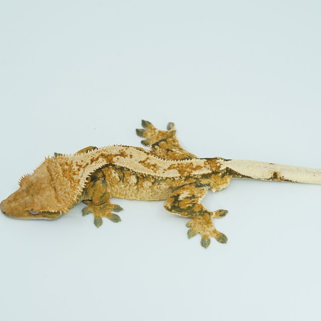 트라이 익스트림할리퀸