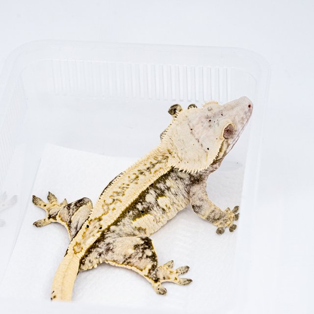 쿼드 핀스트라이프