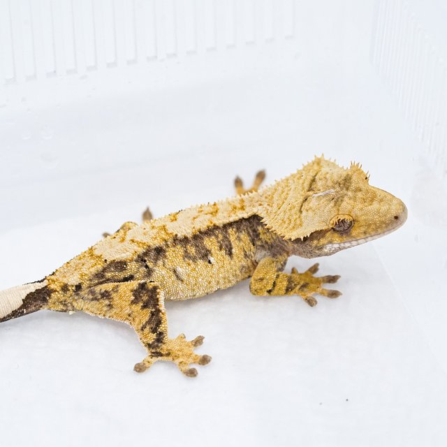 트라이 익스트림할리퀸