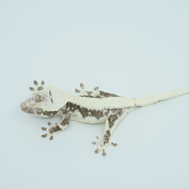 릴리화이트 아잔틱