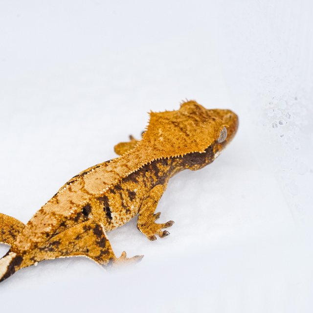 트라이 익스트림할리퀸