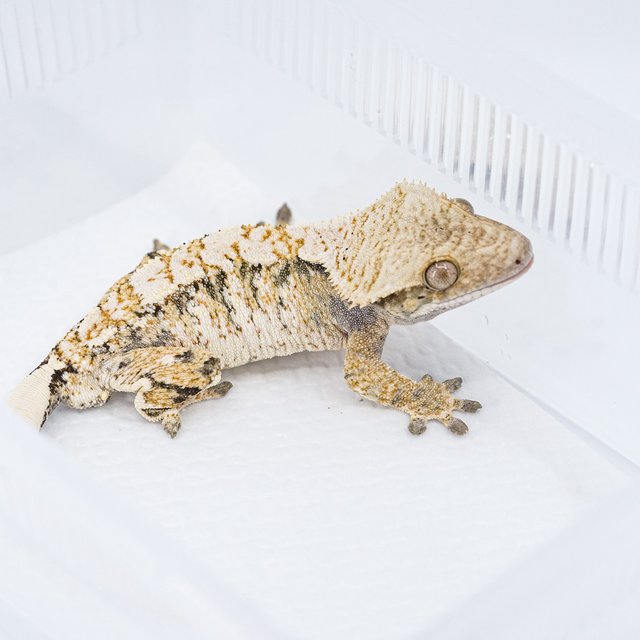 트라이 익스트림할리퀸