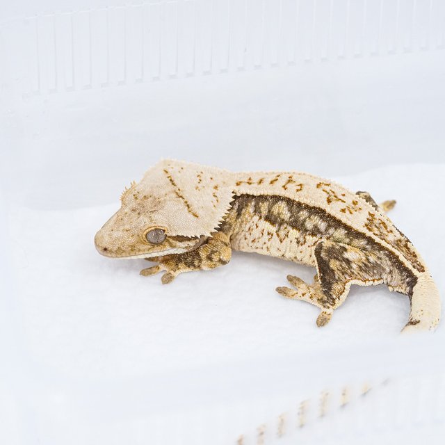 쿼드 핀스트라이프