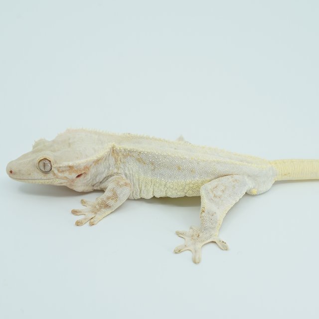 크림시클 릴리화이트