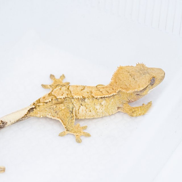 트라이 익스트림할리퀸