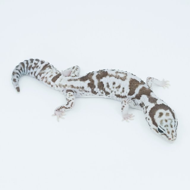 화이트아웃 오레오