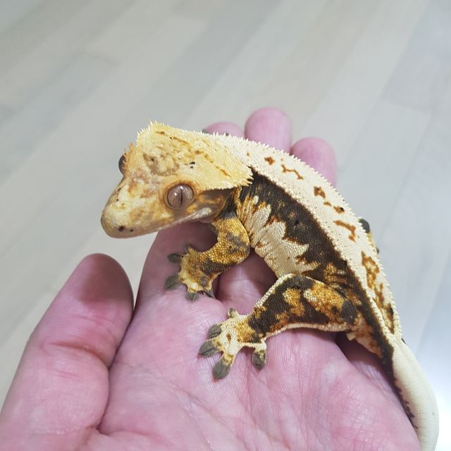 레이지