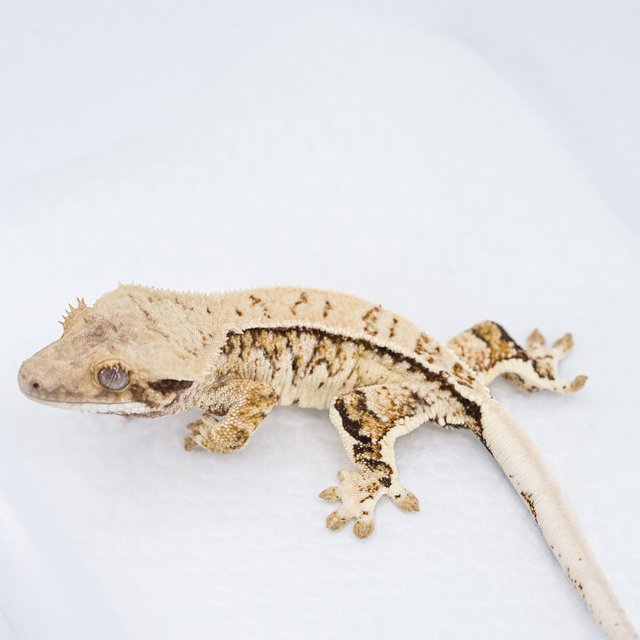 트라이 익스트림할리퀸