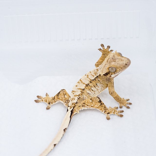 트라이 익스트림할리퀸