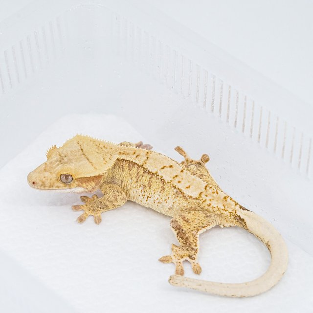 익스트림할리퀸