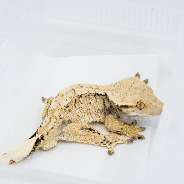 트라이 익스트림할리퀸