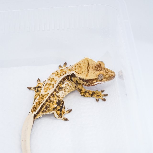 쿼드 핀스트라이프