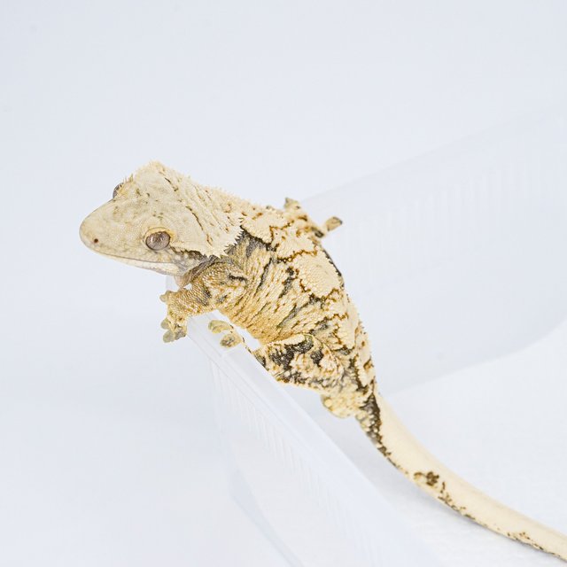 트라이 익스트림할리퀸