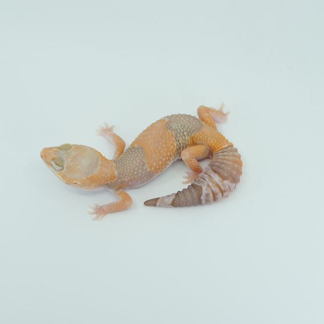 아멜라니스틱 헷 줄루