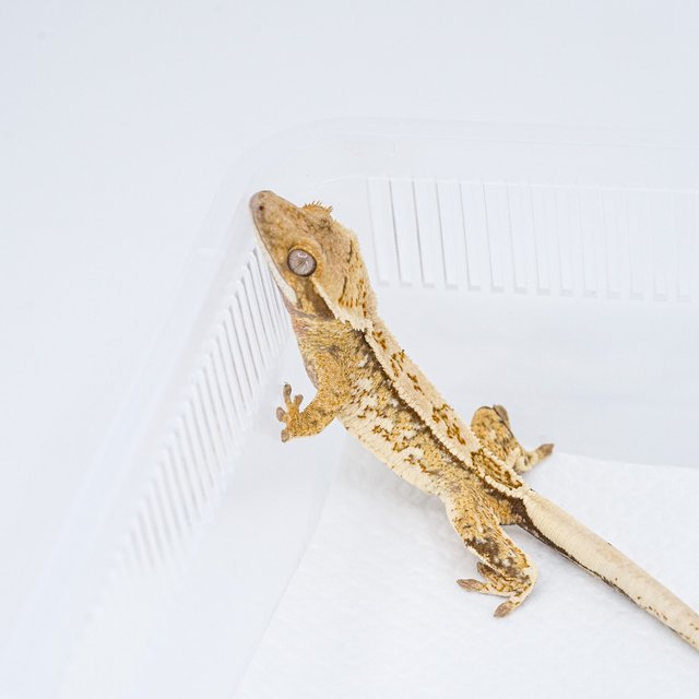 쿼드 핀스트라이프