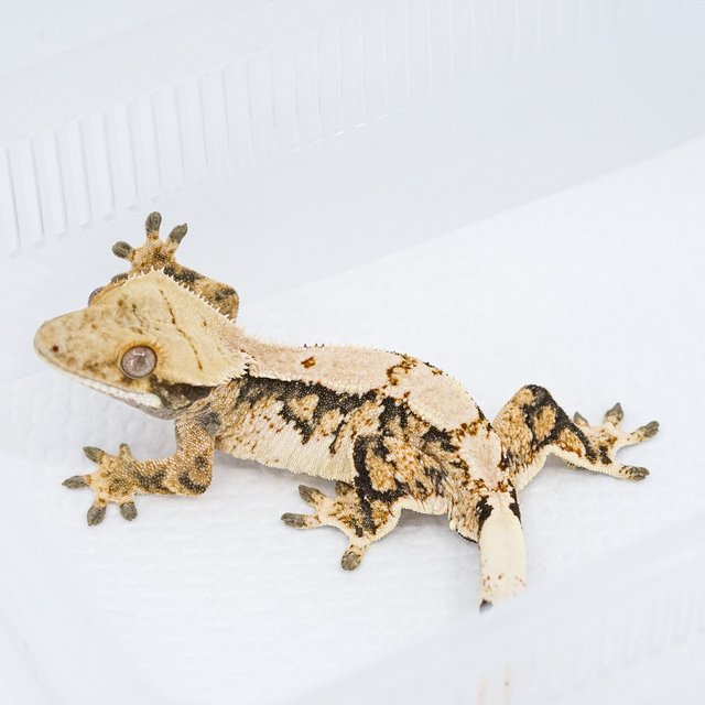 트라이 익스트림할리퀸