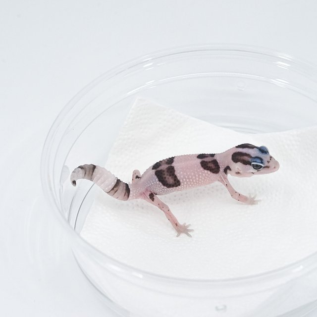 화이트아웃 오레오