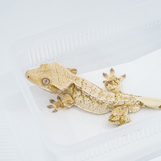 레드 트라이 익스트림할리퀸