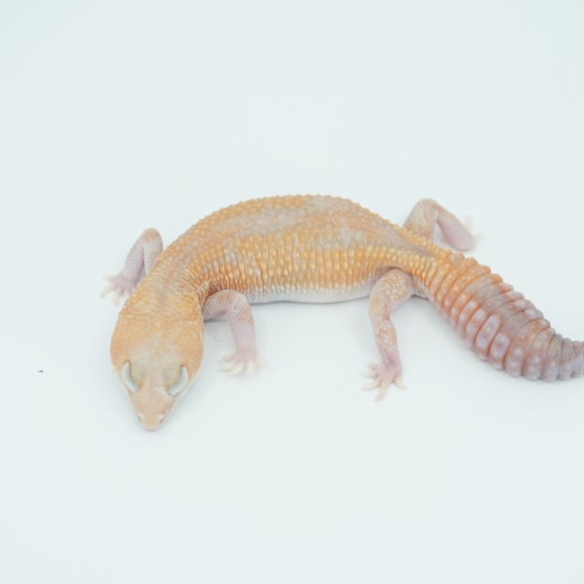 아멜라니스틱 줄루