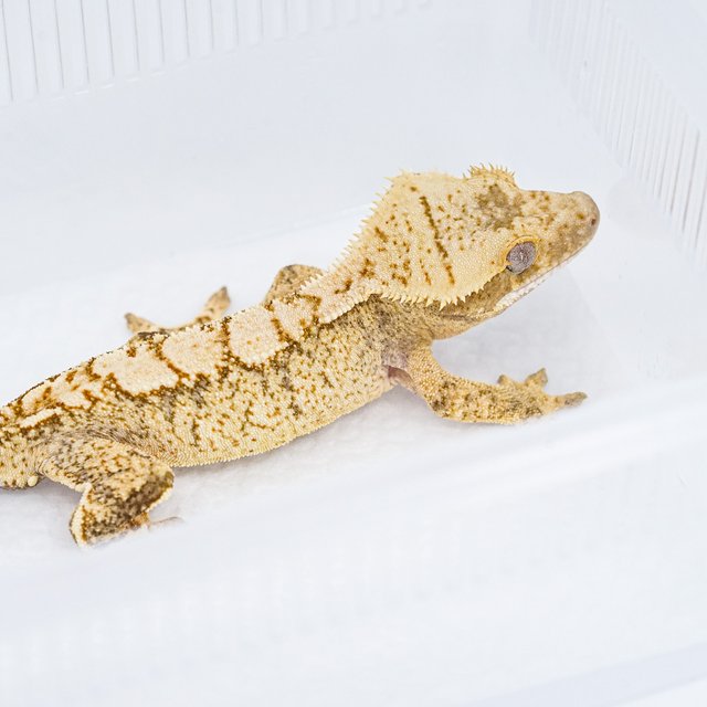 트라이 익스트림할리퀸