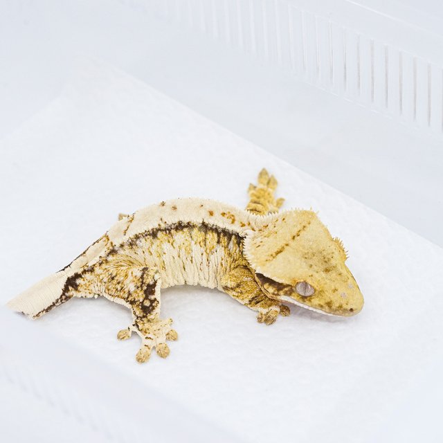 트라이 익스트림할리퀸