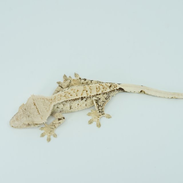 익스트림할리퀸